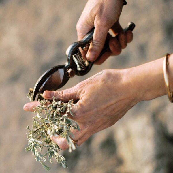 Harvesting Bag & Pruner - Image 9